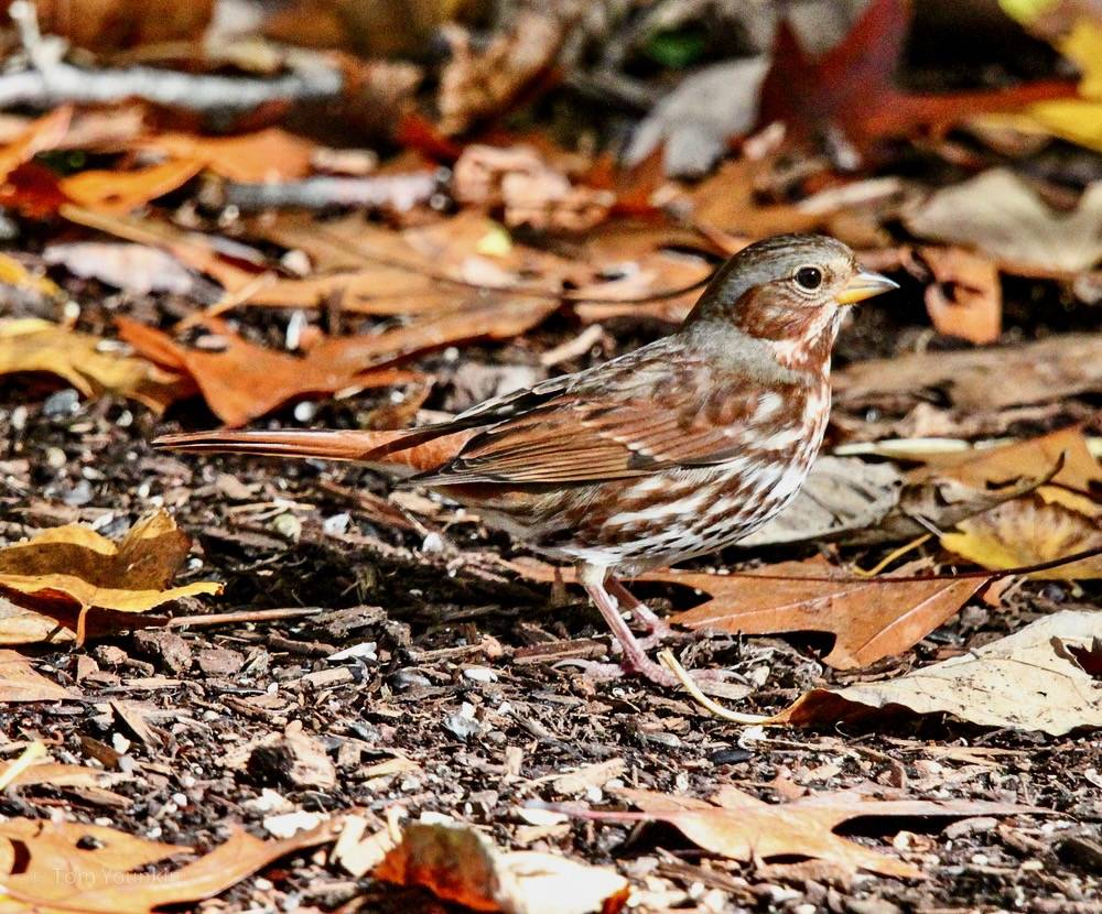 Tom Younkin, kingbirder.com